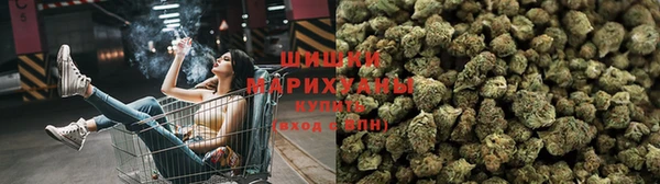 прущие грибы Балабаново